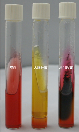 VRBA內(nèi)的紅色小菌落，有可能是沙門氏菌？