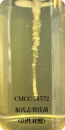 誰是芽胞桿菌中的“運動健將”？