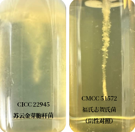誰是芽胞桿菌中的“運動健將”？