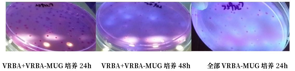 GB 4789.38－2025《食品安全國家標(biāo)準(zhǔn)　食品微生物學(xué)檢驗(yàn)　大腸埃希氏菌計(jì)數(shù)》解讀